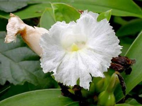 Costus Speciosus  Saponin 